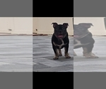 Small American Bully