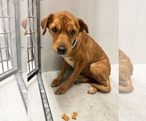 Labrador Retriever-Unknown Mix Dogs for adoption in Conroe, TX, USA