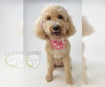 Small #2 Cavapoo (Miniature)