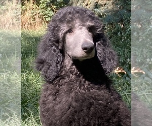 Poodle (Standard) Puppy for sale in BONNERS FERRY, ID, USA
