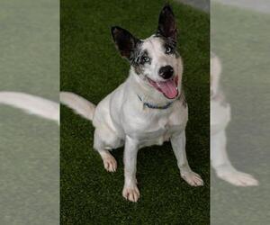 Mutt Dogs for adoption in Baytown, TX, USA