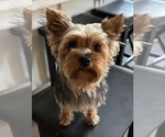 Small Photo #1 Yorkshire Terrier Puppy For Sale in ROSEVILLE, CA, USA