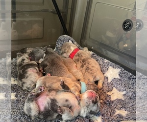 French Bulldog Puppy for sale in ATLANTA, GA, USA