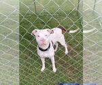 Small #2 American Pit Bull Terrier-Huskies  Mix