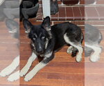 Small #5 Gerberian Shepsky