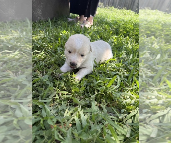Medium Photo #17 Ausky-Great Pyrenees Mix Puppy For Sale in EDNA, TX, USA