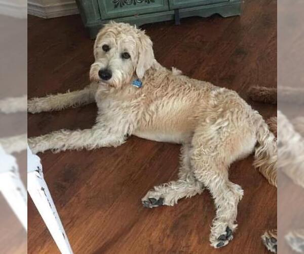 Medium Photo #2 Labradoodle Puppy For Sale in McKinney, TX, USA