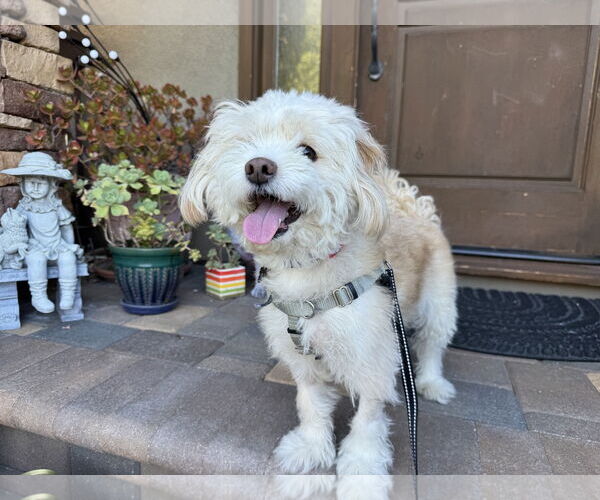 Medium Photo #4 Poodle (Miniature)-Unknown Mix Puppy For Sale in Santa Clara, CA, USA