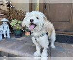 Small #3 Poodle (Miniature) Mix