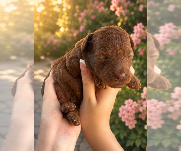 Medium Photo #1 Poodle (Miniature)-Poodle (Toy) Mix Puppy For Sale in ANAHEIM, CA, USA