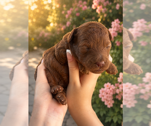 Poodle (Miniature)-Poodle (Toy) Mix Puppy for sale in ANAHEIM, CA, USA