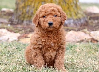 Goldendoodle Puppy for sale in MOUNT JOY, PA, USA