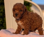 Small Photo #30 Poodle (Miniature) Puppy For Sale in GOSHEN, IN, USA