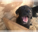 Small Photo #7 Labrador Retriever Puppy For Sale in CROSS TIMBERS, MO, USA