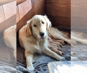 Golden Retriever Litter for sale in NORTHPORT, WA, USA