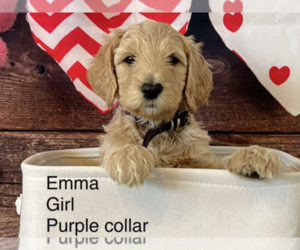 Aussiedoodle-Goldendoodle Mix Puppy for Sale in WOODLAND HILLS, Utah USA