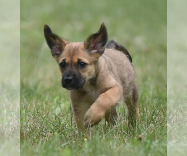 Medium Photo #6 Retriever -Unknown Mix Puppy For Sale in Mechanicsburg, PA, USA