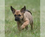 Small #5 Retriever  Mix