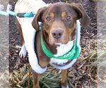 Small #1 Labrador Retriever Mix