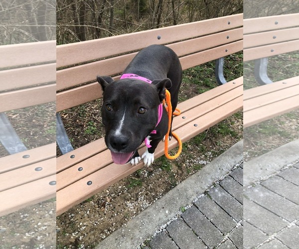 Medium Photo #10 American Staffordshire Terrier-Unknown Mix Puppy For Sale in Holly Springs, NC, USA