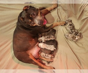 Mother of the American Bully puppies born on 11/27/2024