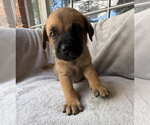 Small Golden Retriever Mix