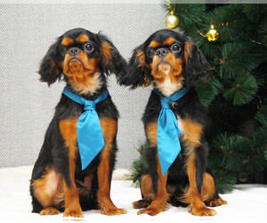 English Toy Spaniel Puppy for sale in Zhytomyr, Zhytomyr, Ukraine