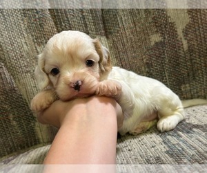 Cavapoo Puppy for sale in JEFFERSONVILLE, IN, USA