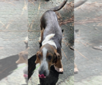 Small #2 Basset Hound Mix