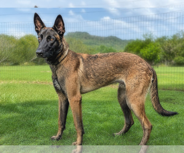 Medium Photo #2 Mutt Puppy For Sale in PIPE CREEK, TX, USA