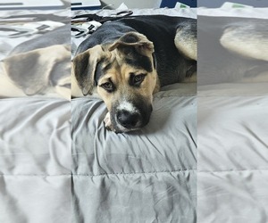 Alaskan Malamute-American Pit Bull Terrier Mix Dogs for adoption in SEQUIM, WA, USA
