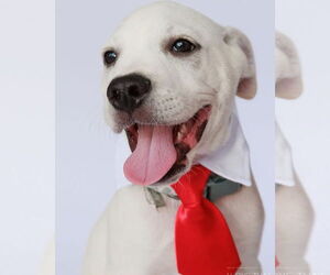 Anatolian Shepherd-Catahoula Leopard Dog Mix Dogs for adoption in The Woodlands, TX, USA