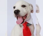 Small Anatolian Shepherd-Catahoula Leopard Dog Mix