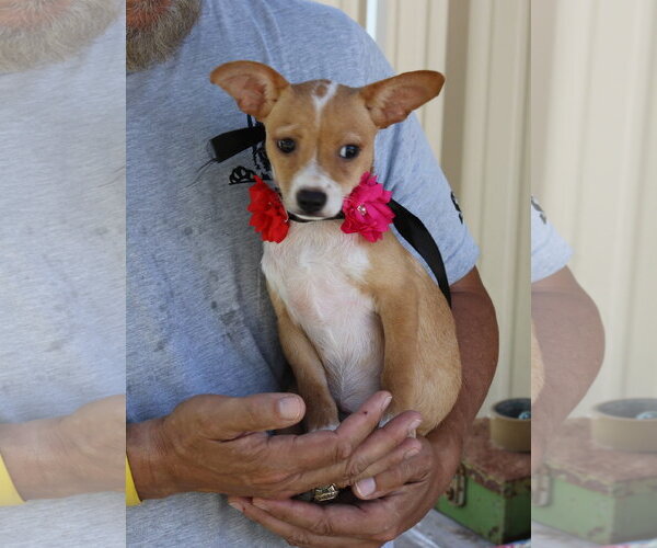 Medium Photo #1 Basenji Puppy For Sale in Bandera, TX, USA