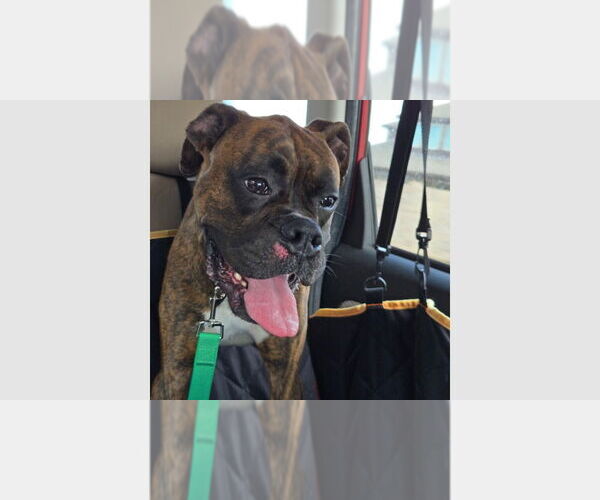 Medium Photo #1 Boxer Puppy For Sale in Austin, TX, USA