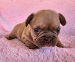 Small Photo #3 French Bulldog Puppy For Sale in LAS VEGAS, NV, USA