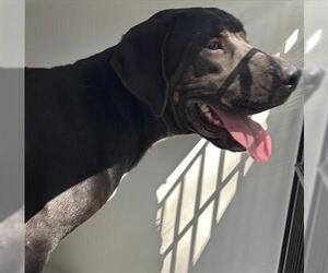 American Pit Bull Terrier-Unknown Mix Dogs for adoption in Houston, TX, USA