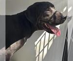 Small American Pit Bull Terrier Mix