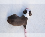 Small #3 Miniature Australian Shepherd