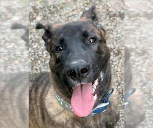 - Mix Dogs for adoption in Woodland, CA, USA