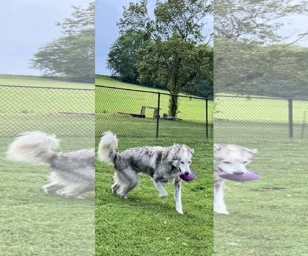 Medium Photo #4 Siberian Husky-Unknown Mix Puppy For Sale in Kankakee, IL, USA