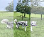 Small Photo #4 Siberian Husky-Unknown Mix Puppy For Sale in Kankakee, IL, USA