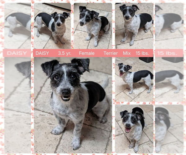 Medium Photo #1 Shih Tzu-Unknown Mix Puppy For Sale in Mesa, AZ, USA