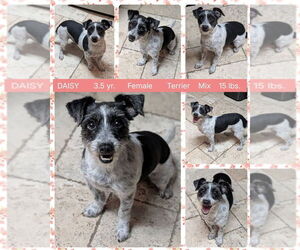 Shih Tzu-Unknown Mix Dogs for adoption in Mesa, AZ, USA