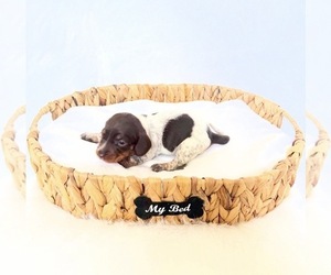 Dachshund Puppy for Sale in DAVIS, California USA