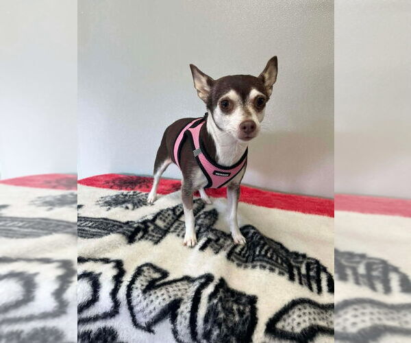 Medium Photo #1 Chihuahua Puppy For Sale in Osgood, IN, USA