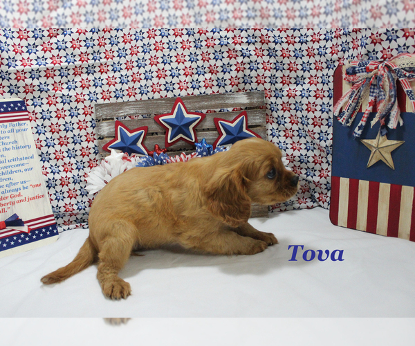 Medium Photo #2 Cavalier King Charles Spaniel Puppy For Sale in CHANUTE, KS, USA