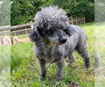 Small #5 Poodle (Toy)
