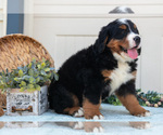 Small Photo #9 Bernese Mountain Dog Puppy For Sale in BIRD IN HAND, PA, USA