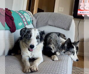 Australian Shepherd Dogs for adoption in Sandy, UT, USA